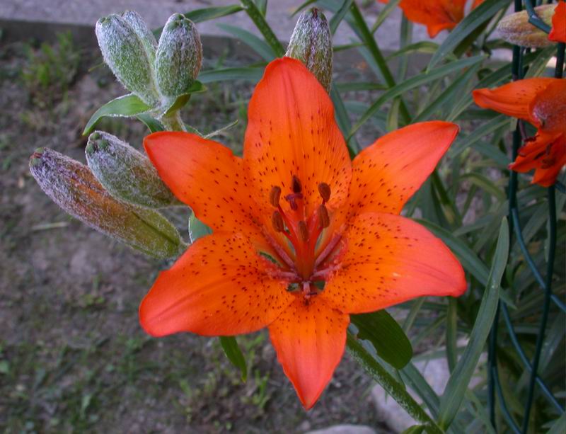 Lilium bulbiferum subsp. croceum / Giglio rosso, Giglio di San Giovanni